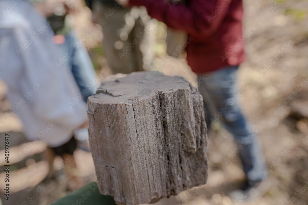 custom made wallpaper toronto digitalVertical Petrified Wood in Petrified Forest at Thailand