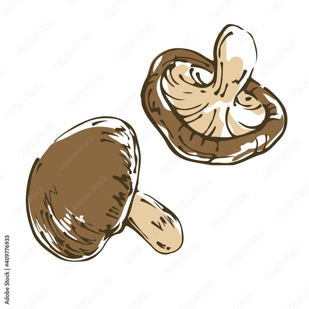 しいたけ 野菜の手描きスケッチイラスト Vector De Stock Adobe Stock しいたけ 野菜の手描きスケッチイラスト Vector De Stock Adobe Stock