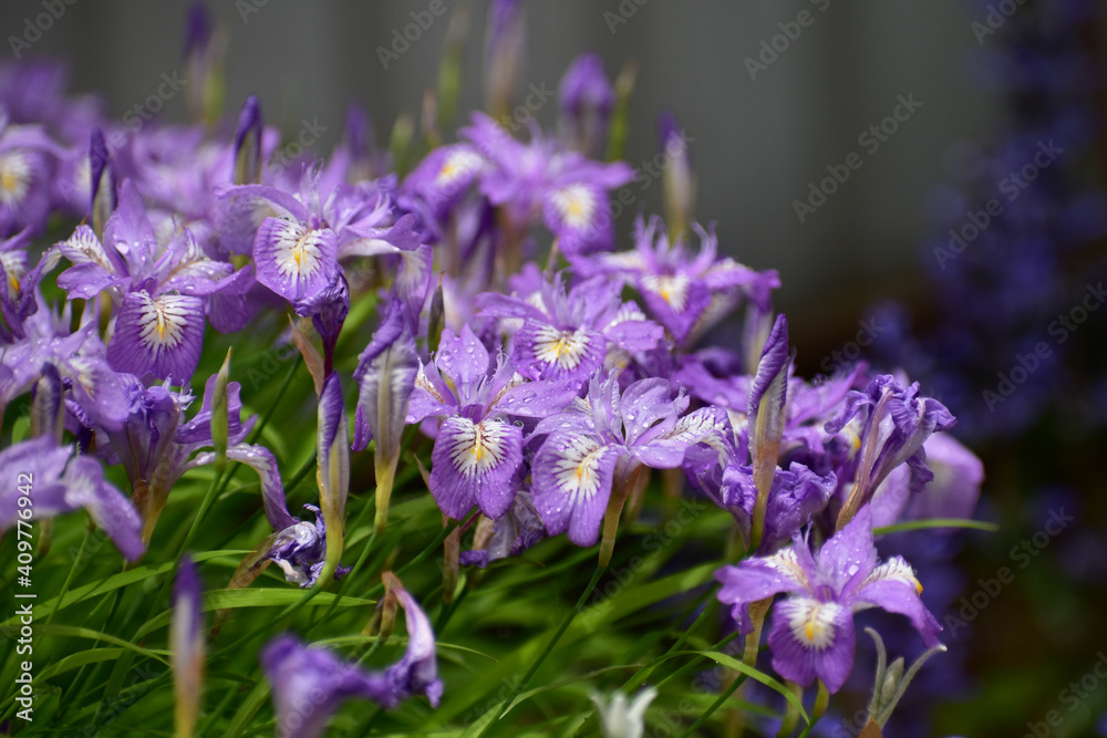 Naklejka premium 雨に濡れるヒメシャガ