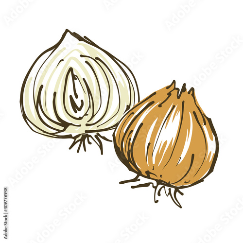 玉ねぎ　野菜の手描きスケッチイラスト