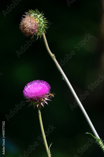 thistle flower bud