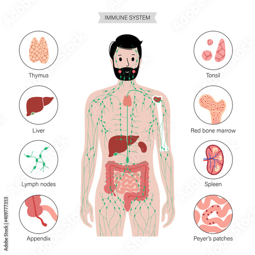 Lymphatic system in human body