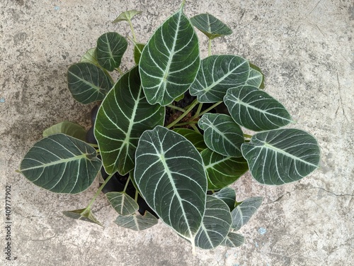 Alocasia reginula black velvet plant, top view shot