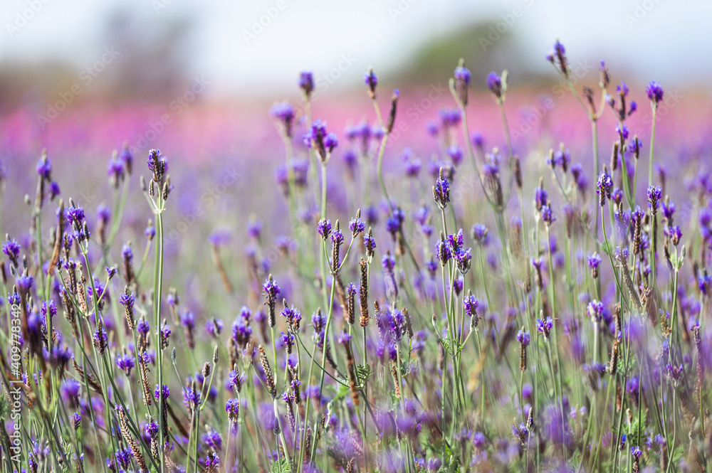 Naklejka premium Soft focus on lavender flower, beautiful lavender flowers blooming in the garden for the background