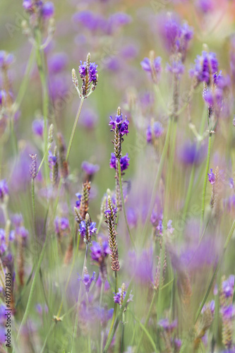 Soft focus on lavender flower  beautiful lavender flowers blooming in the garden for the background