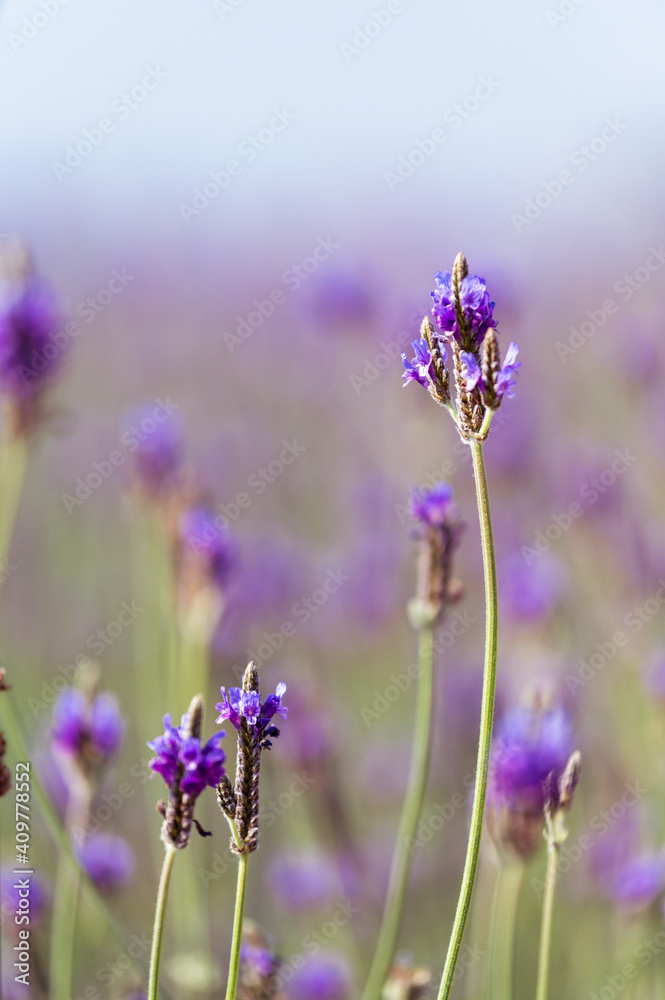 Obraz premium Soft focus on lavender flower, beautiful lavender flowers blooming in the garden for the background