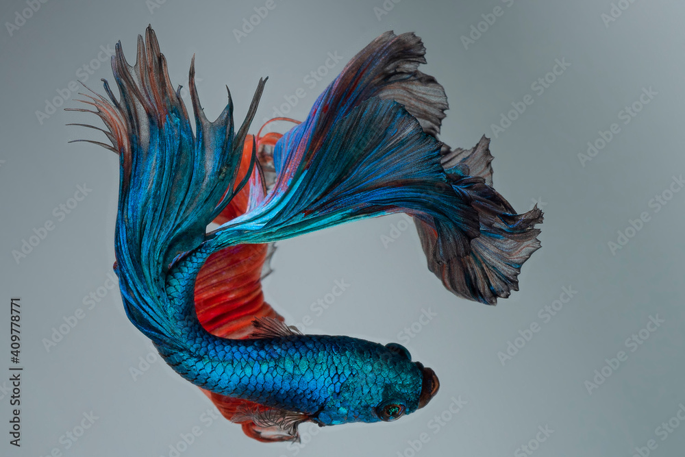 Fototapeta premium Beautiful movement of blue red Betta fish, Siamese fighting fish, Betta splendens of Thailand on vintage background.