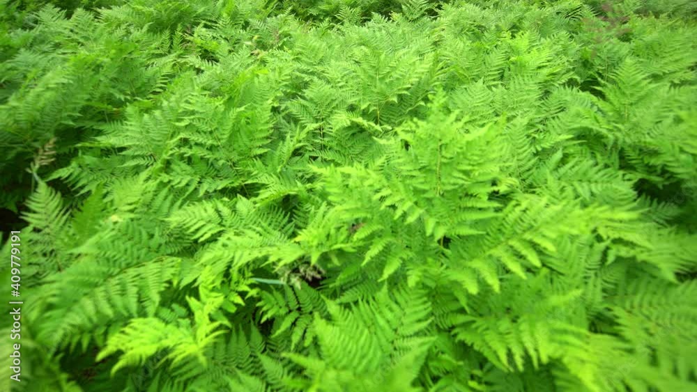 Delicate leaves and fronds of wild ferns in forest wilderness Delicate leaves and fronds of wild ferns in forest wilderness