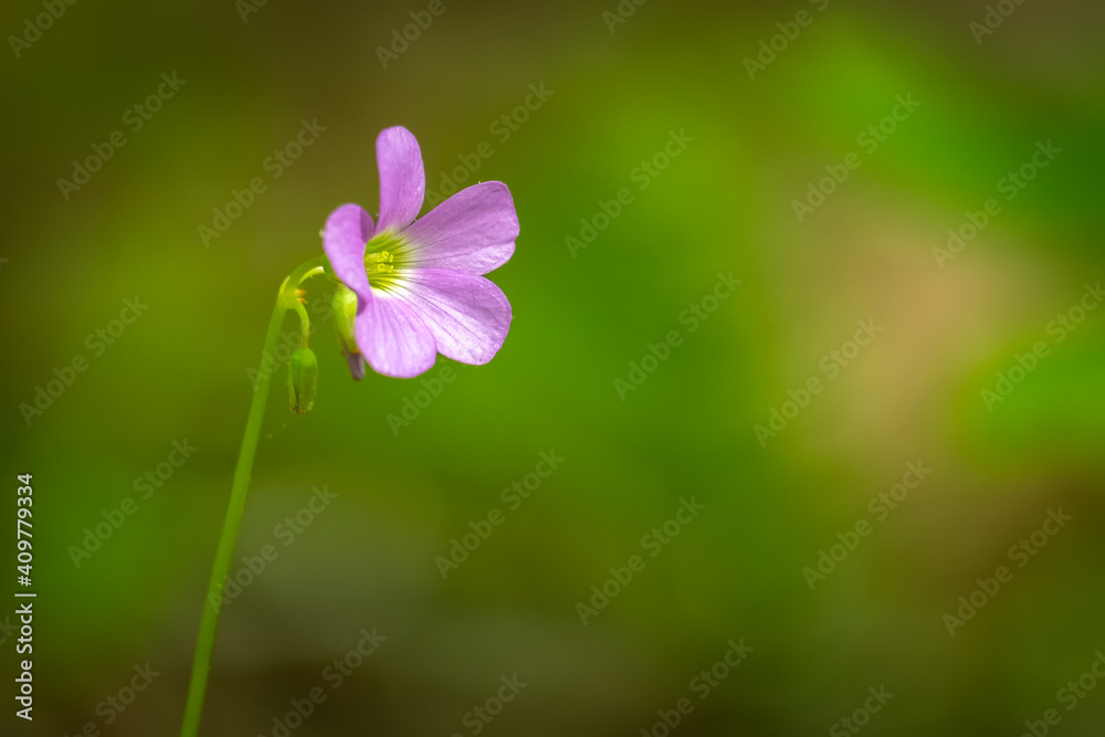 Closeup of a Violet Woodsorrel (Oxalis violacea) bloom. Plenty of text space for a loved one. Closeup of a Violet Woodsorrel (Oxalis violacea) bloom. Plenty of text space for a loved one.