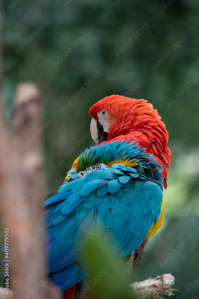 Macaw Macaw