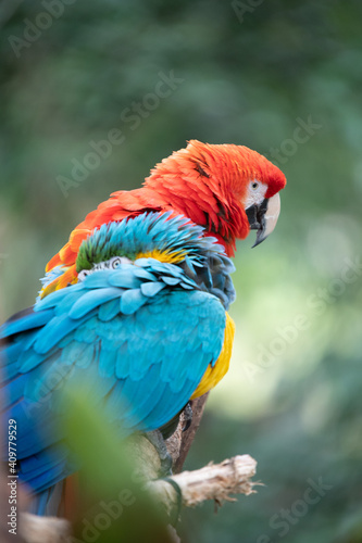 Macaw © Dynea Chapman