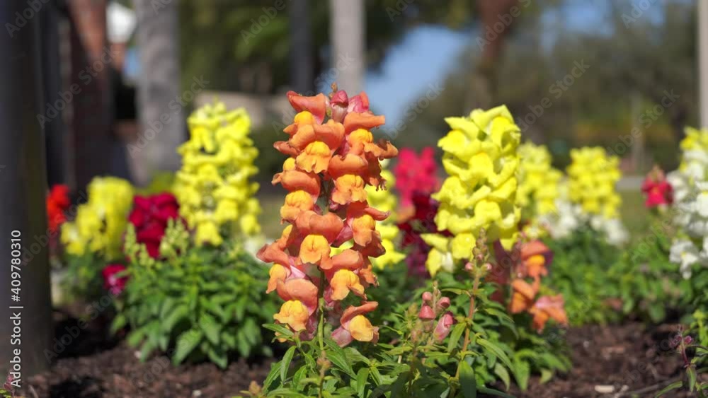 Beautiful garden snapdragon flower is blooming Beautiful garden snapdragon flower is blooming