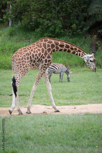 Giraffe & zebra