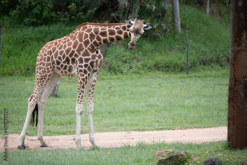 Giraffe   zebra
