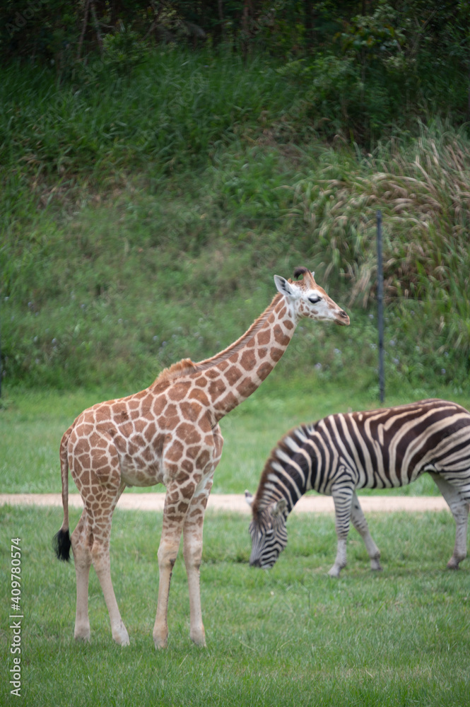 Obraz premium Giraffe & zebra