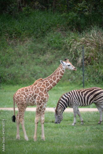 Fototapeta Naklejka Na Ścianę i Meble -  Giraffe & zebra