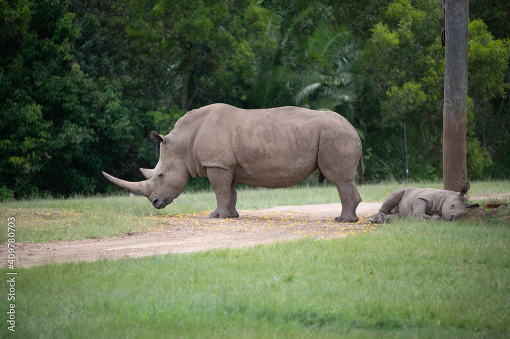 Fototapeta premium Southern White Rhinoceros (Rhino)