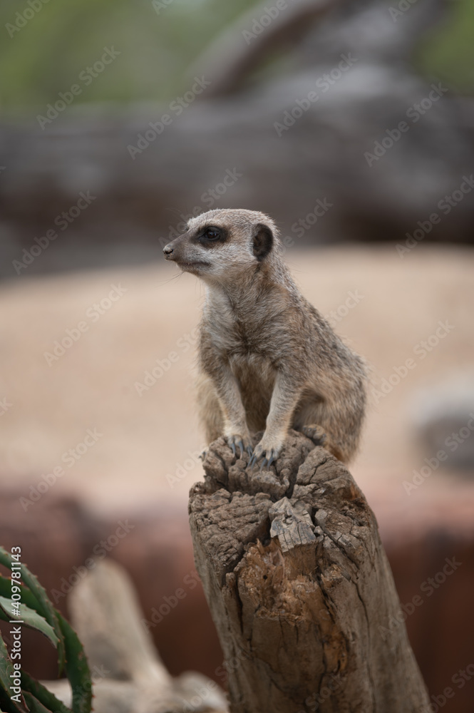 Fototapeta premium Meerkat on duty