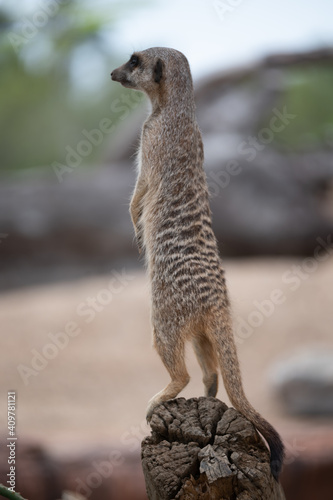 Meerkat on guard © Dynea Chapman