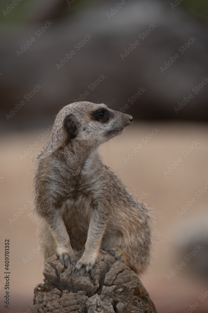 Fototapeta premium Meerkat on duty