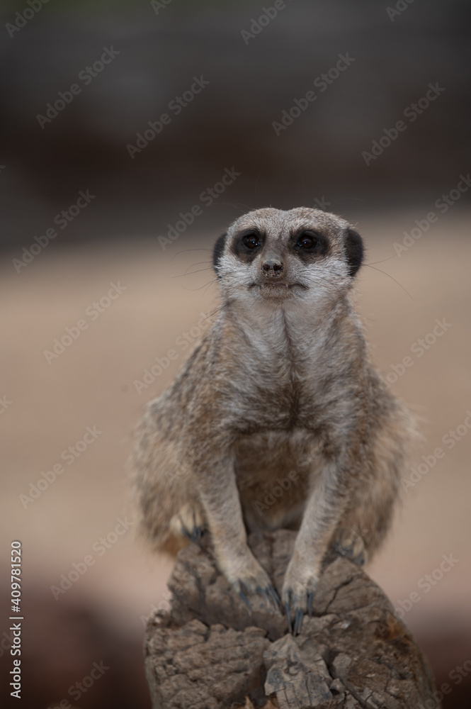 Meerkat on guard Meerkat on guard