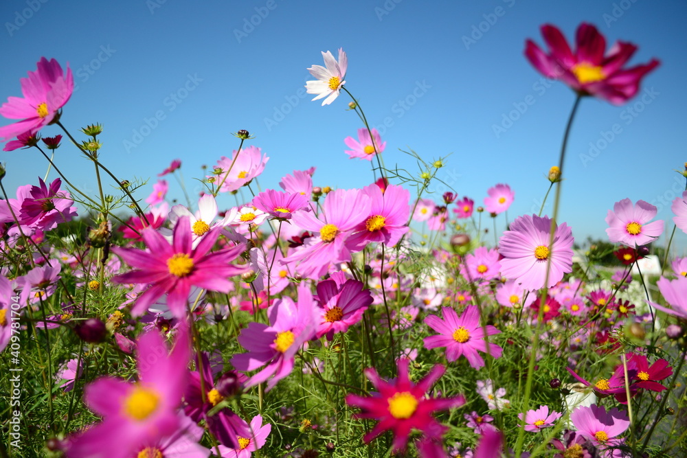 A bunch of red and pink cosmos in the sun