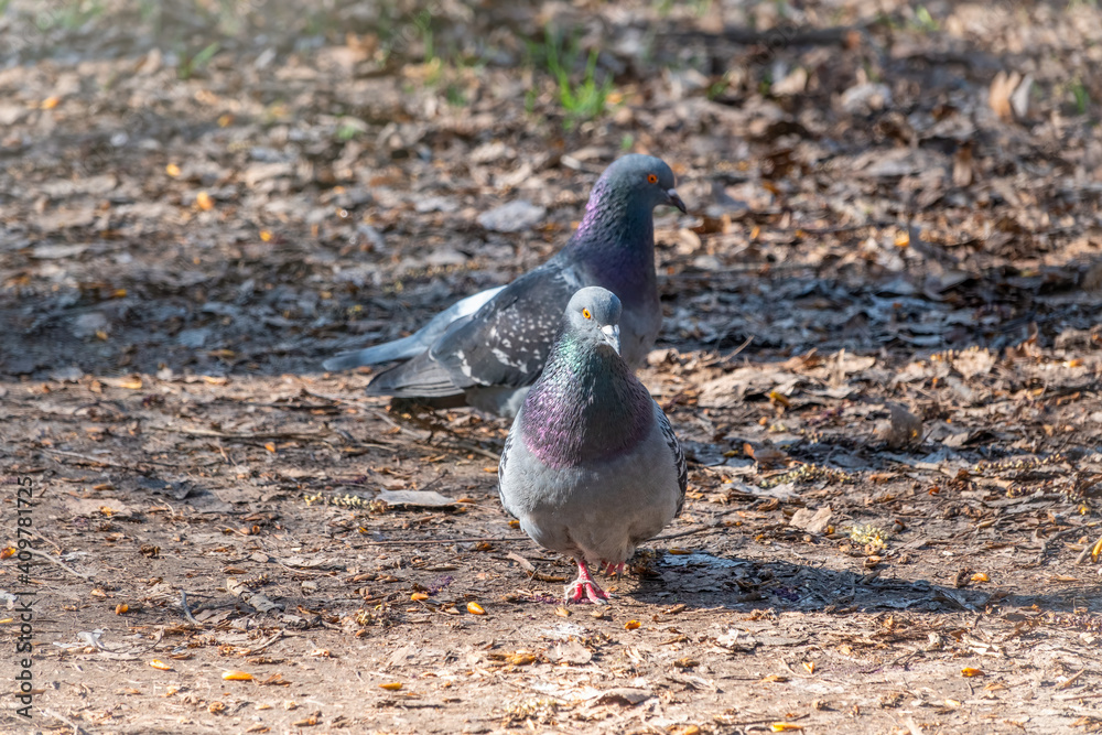 Mating games of a pair of pigeons Mating games of a pair of pigeons
