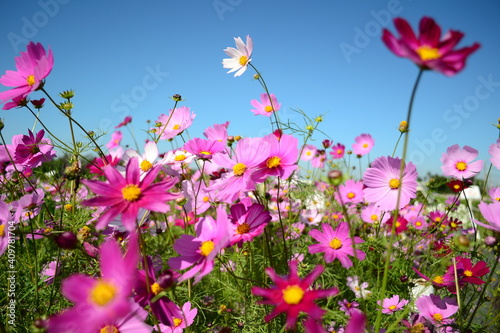 A bunch of red and pink cosmos in the sun