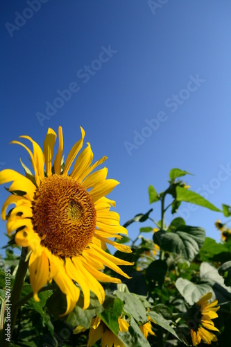 Fototapeta Naklejka Na Ścianę i Meble -  Yellow sunflowers in the sun are full of vitality