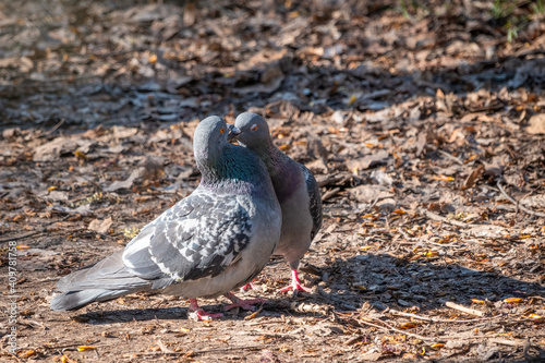 Cuadro en lienzo Mating games of a pair of pigeons