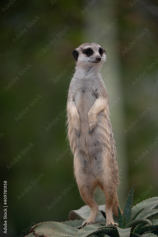 Fototapeta premium meerkat on guard