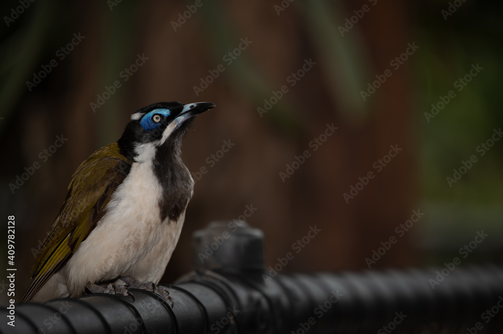 Fototapeta premium Bird