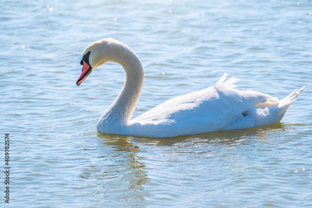 Obraz premium Graceful white Swan swimming in the lake, swans in the wild. Portrait of a white swan swimming on a lake.