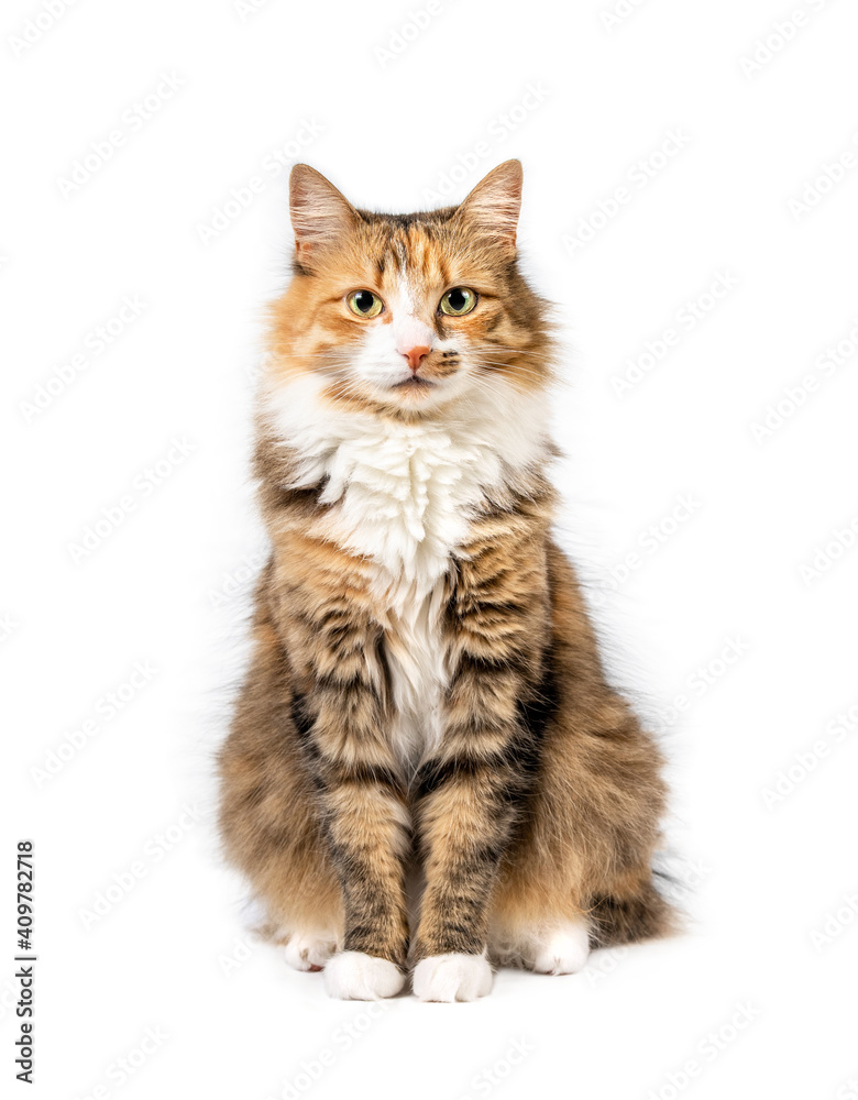 Fluffy cat sitting down. Full body cat portrait. Cute orange, white and black torbie kitty is looking at the camera. Yellow eyes and beautiful asymmetric markings. Isolated on white. Selective focus.