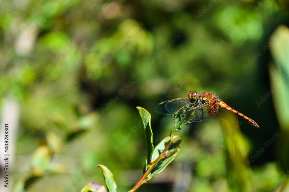 Fototapeta premium EL TABO. CHILE - JANUARY 26TH, 2021: Amazing orange dragonfly sitting on a beautiful green tree branch