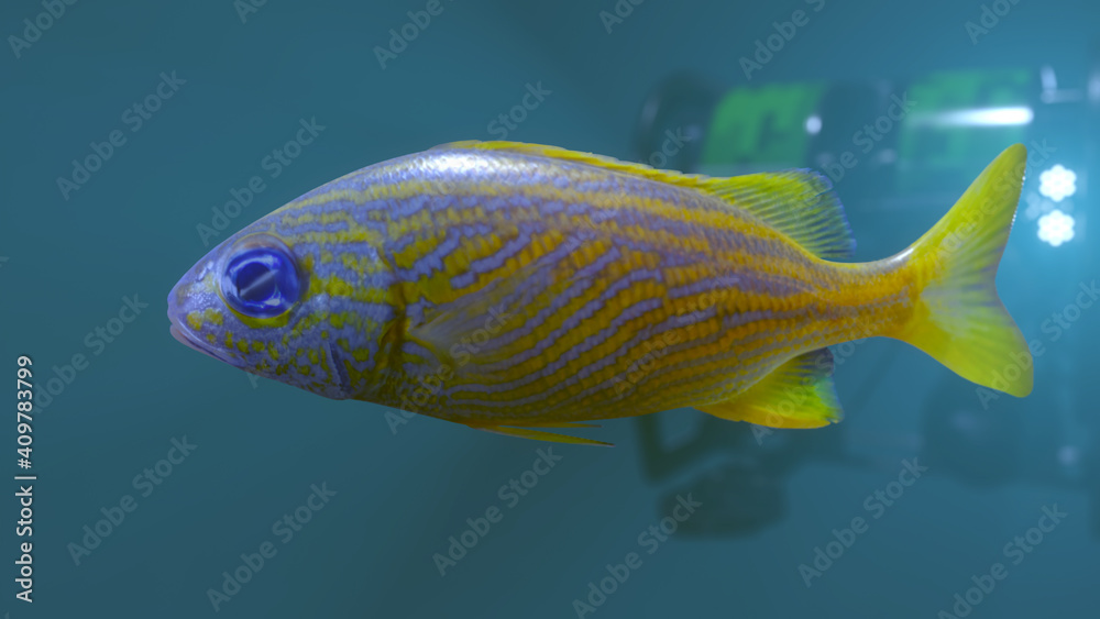 Fototapeta premium French Grunt Fish, with an Remote Operated Vehicle (ROV) in background