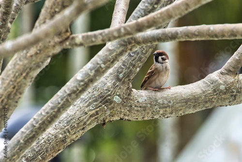Eurasian tree sparrow looking sideway with blurry background