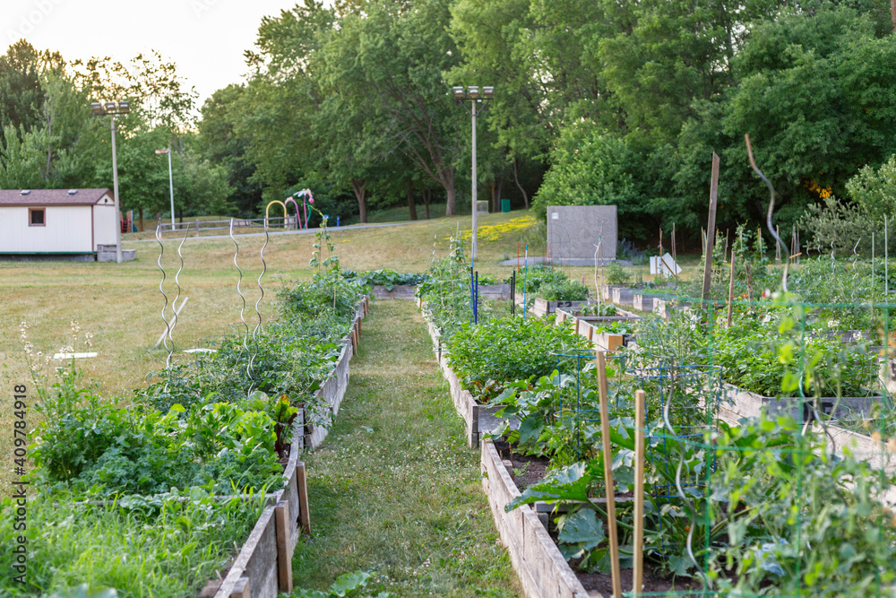 Community garden in the local park. Vegetables growing in boxes.  