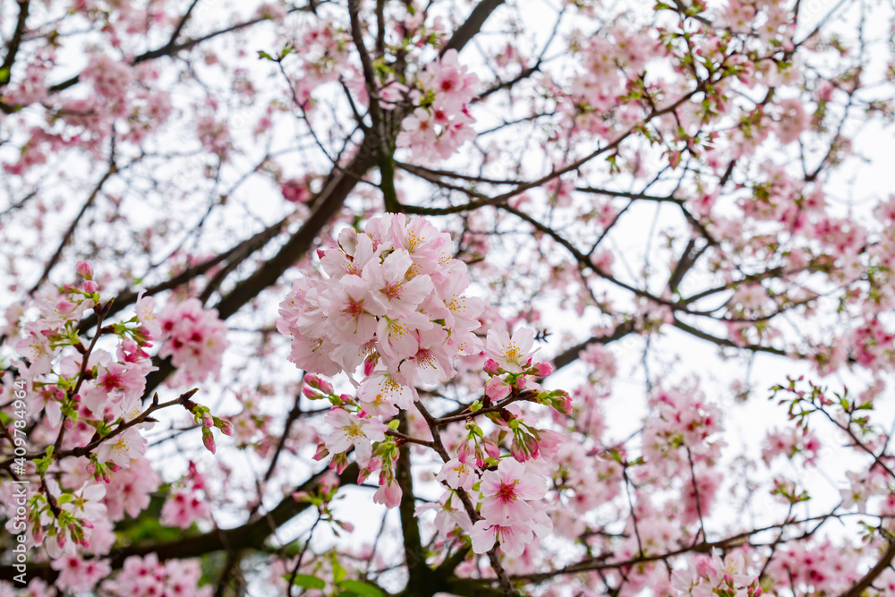 Close up shot of cherry tree blossom