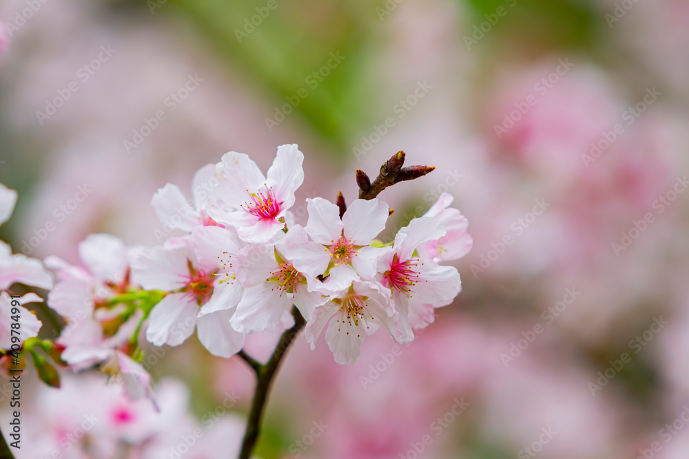 Close up shot of cherry tree blossom Close up shot of cherry tree blossom