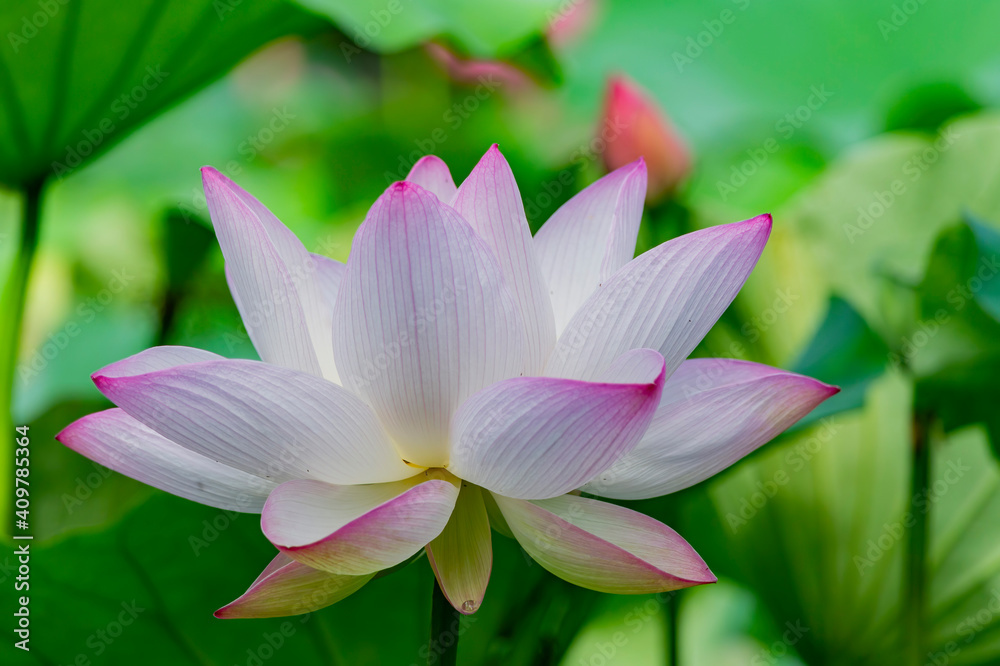 Close up shot of lotus blossom Close up shot of lotus blossom