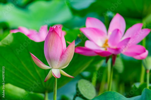 Close up shot of lotus blossom