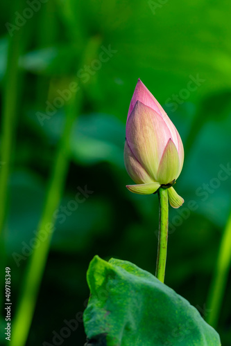 Close up shot of lotus blossom