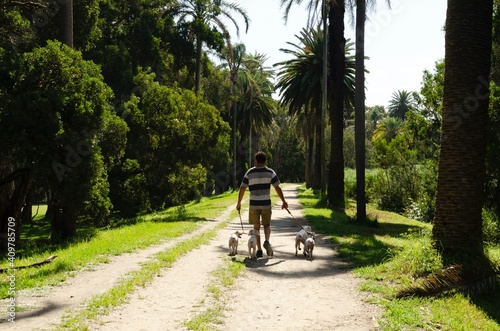 Walking four dogs in Centennial Park, Sydney, Australia