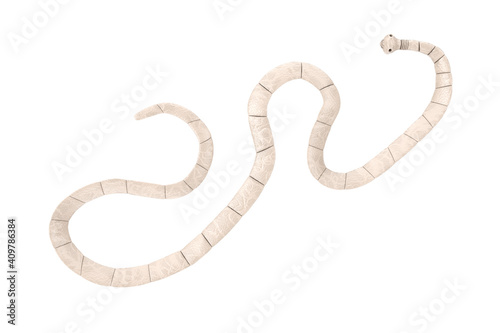 Taenia Solium Tapeworm Closeup Microscopic View. 3d Rendering