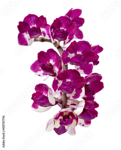 Foxtail orchid  Rhynchostylis   Purple orchid flower isolated on white background  with clipping path