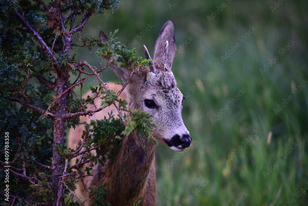 Deer Fawn, Bambi, capreolus. White-tailed young roe. Beautiful wildlife buck concept.