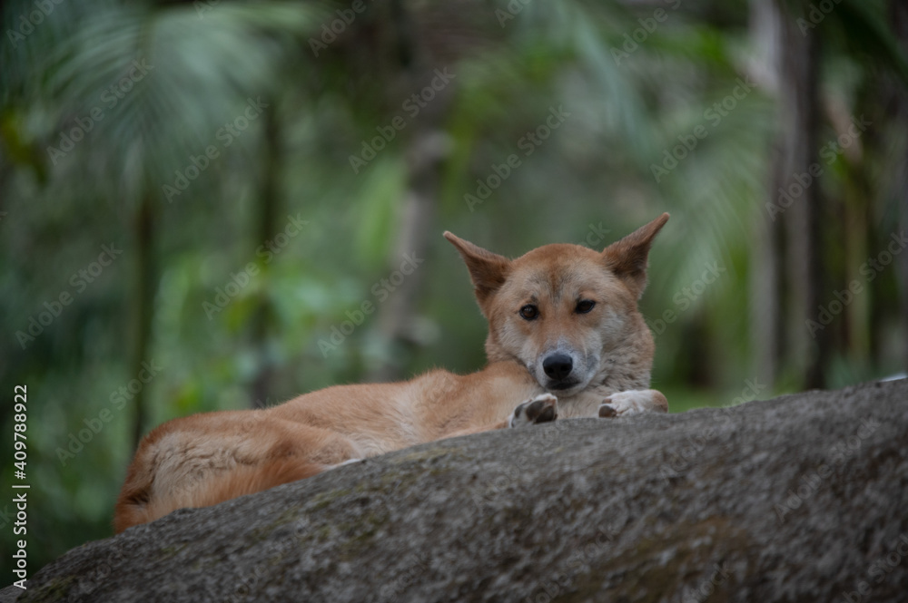 Fototapeta premium Dingo