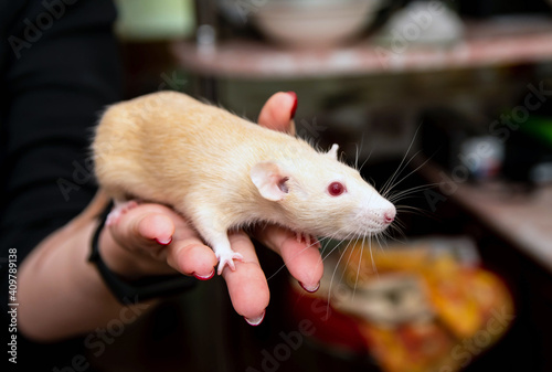 White mouse, rat in women's hands. Pet.