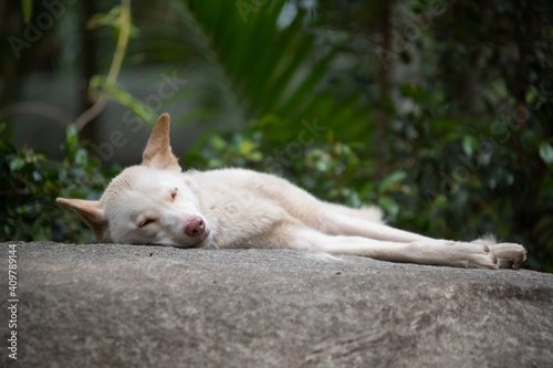 White Dingo